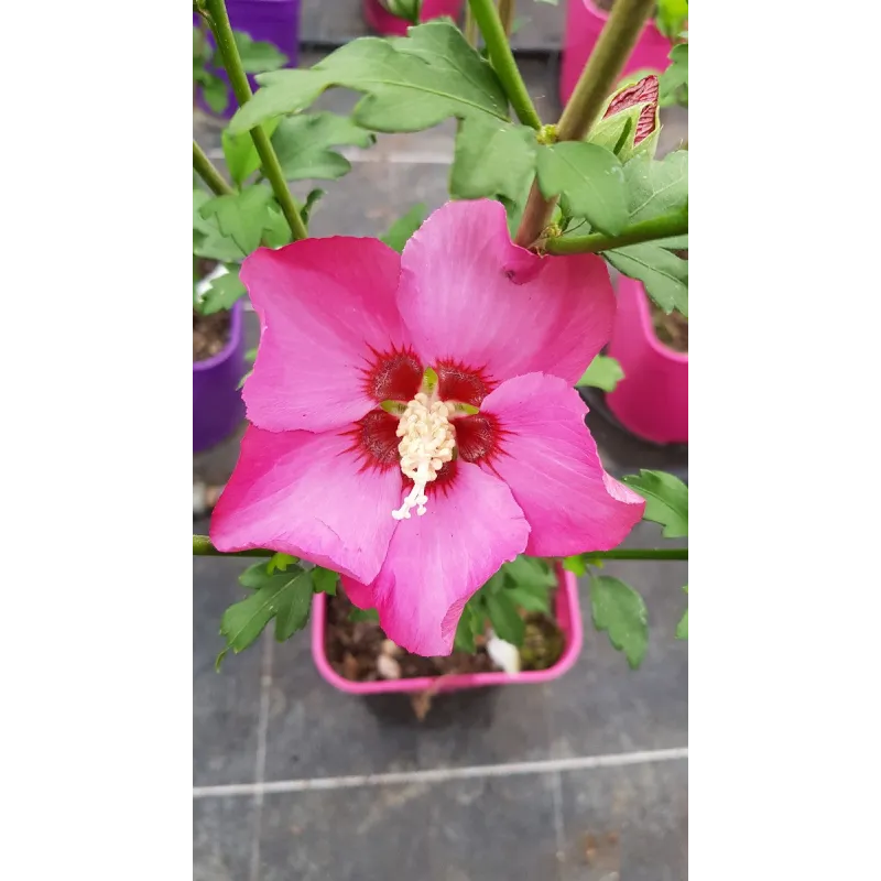 Hibiscus syriacus Pink Giant® 'Flogi' / Althéa rose à coeur rouge / Conteneur de 3 à 4 litres