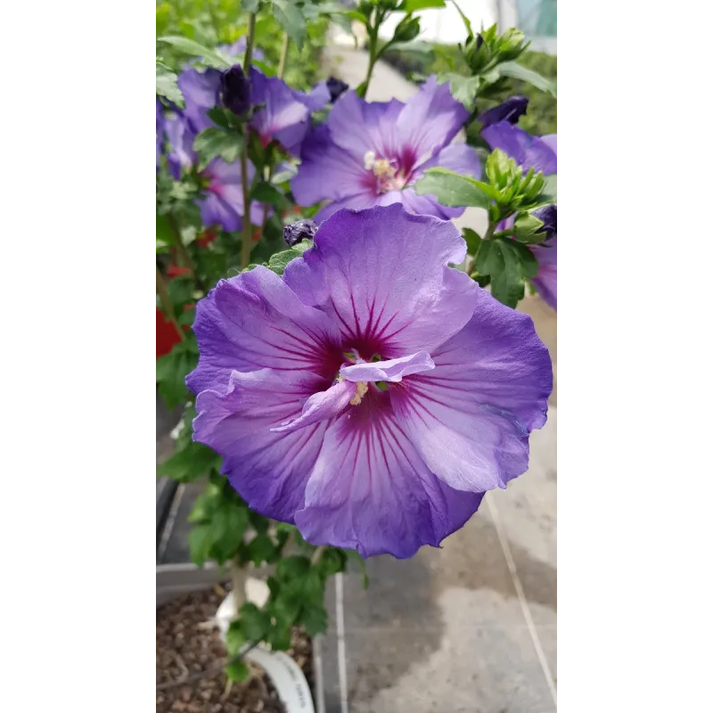 Hibiscus syriacus Ultramarine® II / Althéa bleu lavande au cœur pourpré / Conteneur de 3 à 4 litres