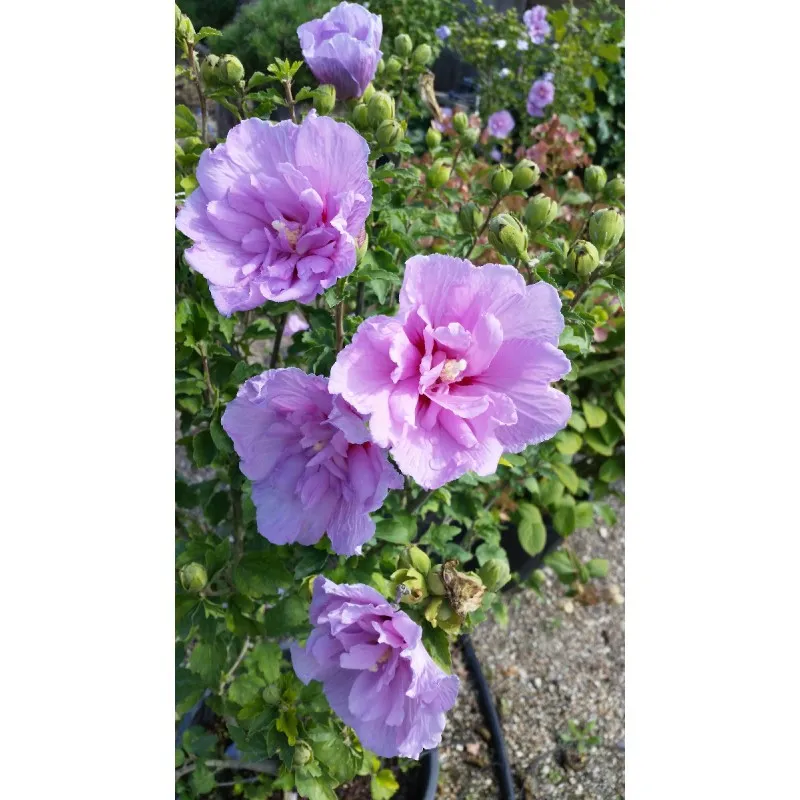 Hibiscus syriacus Lavander Chiffon® 'Notwoodone'/ Althéa mauve lavande / Conteneur de 3 à 4 litres