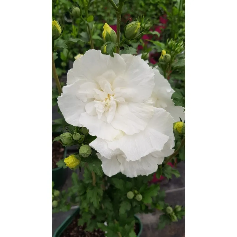 Hibiscus syriacus White Chiffon® 'Notwoodtwo'/ Althéa blanche crème / Conteneur de 3 à 4 litres