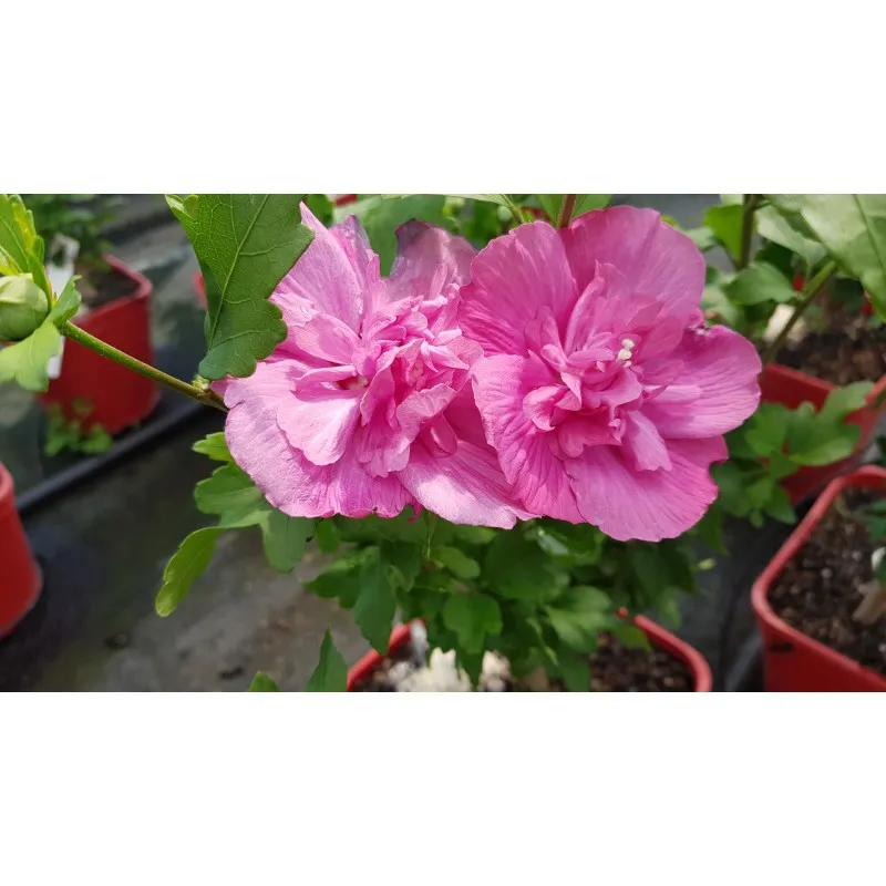 Hibiscus syriacus Magenta Chiffon® 'RWOODS5'/ Althéa magenta rosé / Conteneur de 3 à 4 litres