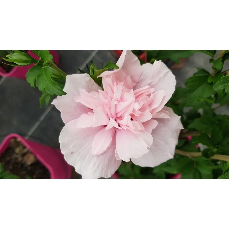 Hibiscus syriacus Pink Chiffon® 'Jwnwood4'/ Althéa rose frais légèrement veiné de rouge / Conteneur de 3 à 4 litres
