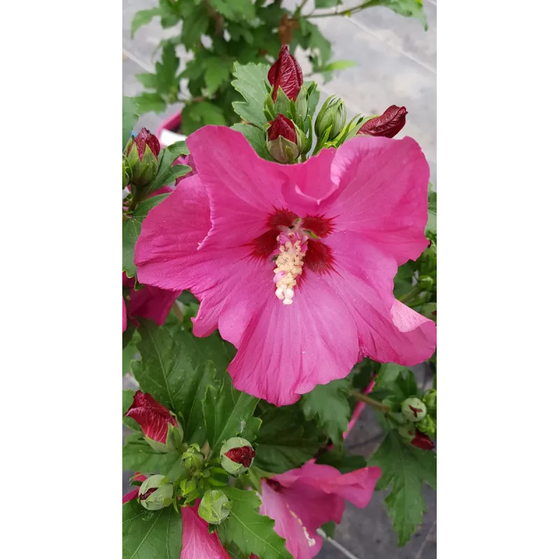 Hibiscus syriacus Sup'Bridge® 'Minsyrou17'/ Althéa rouge foncé / Conteneur de 3 à 4 litres