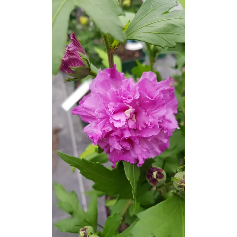 Hibiscus syriacus French Cabaret® Purple 'Mindouv5'/ Althéa bleu pourpré en pompons / Conteneur de 3 à 4 litres