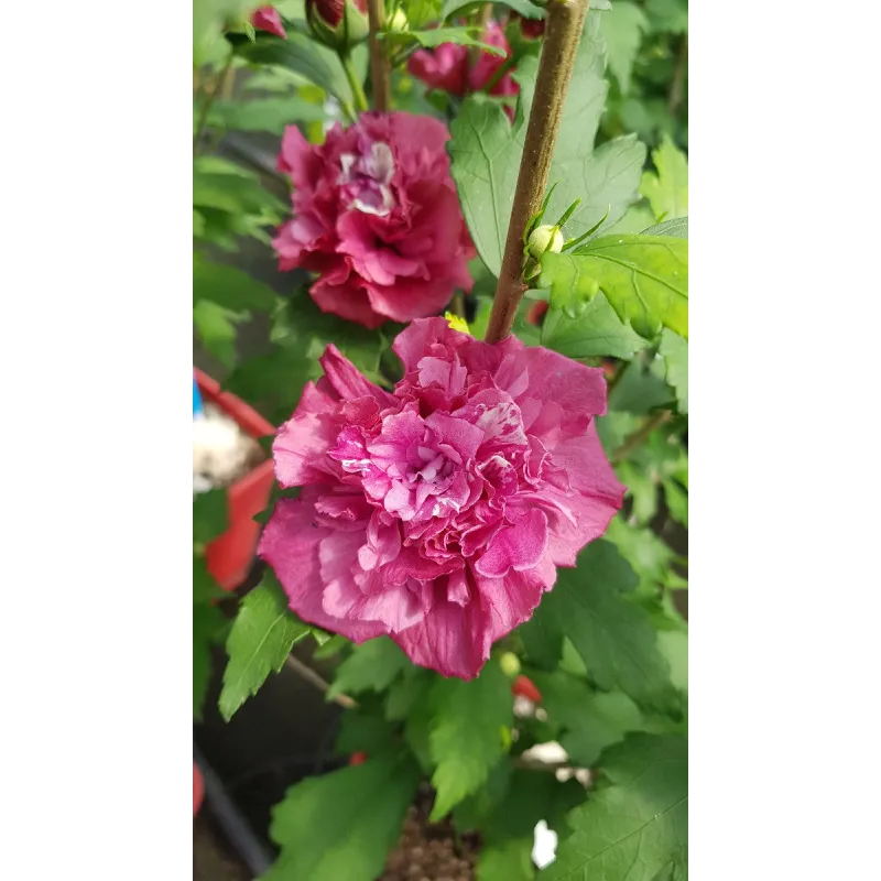 Hibiscus syriacus French Cabaret® Red 'Mindour1'/ Althéa rouge en pompons / Conteneur de 3 à 4 litres
