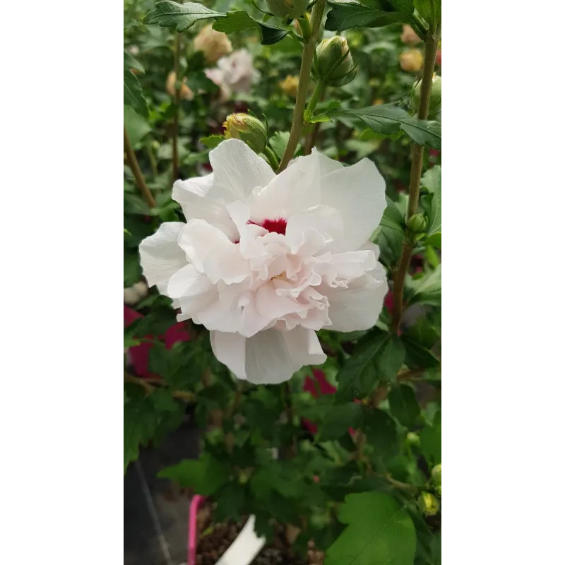 Hibiscus syriacus French Cabaret® Pastel 'Mindoub1'/ Althéa blanches tâchées de rose frais en pompons / Conteneur de 3 à 4 litre
