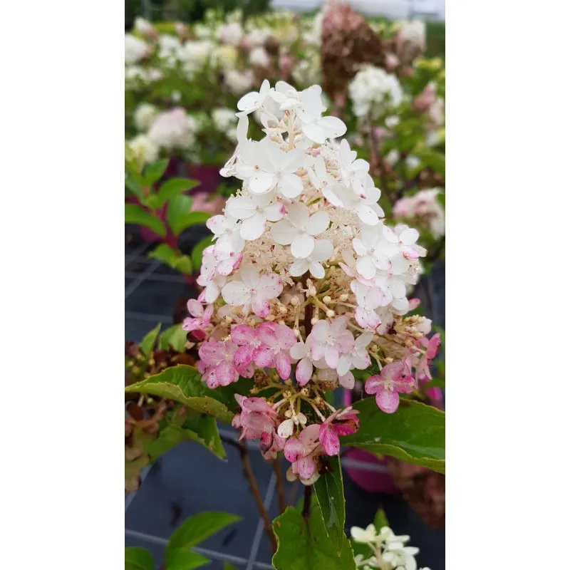 Hydrangea paniculata Vanille Fraise® 'Renhy' / Hortensia paniculé Vanille Fraise® 'Renhy' / Conteneur de 7 à 10 litres
