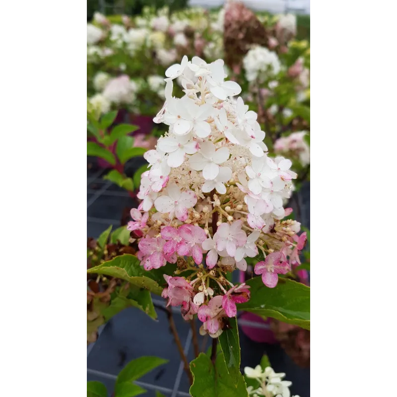 Hydrangea paniculata Vanille Fraise® 'Renhy' / Hortensia paniculé Vanille Fraise® 'Renhy' / Conteneur de 3 à 4 litres