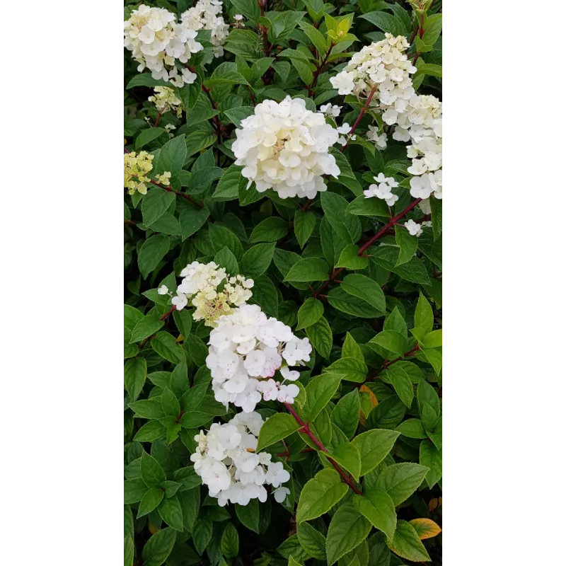 Hydrangea paniculata Sundae Fraise® 'Rensun' / Hortensia paniculé Sundae Fraise® 'Rensun' / Conteneur de 7 à 10 litres
