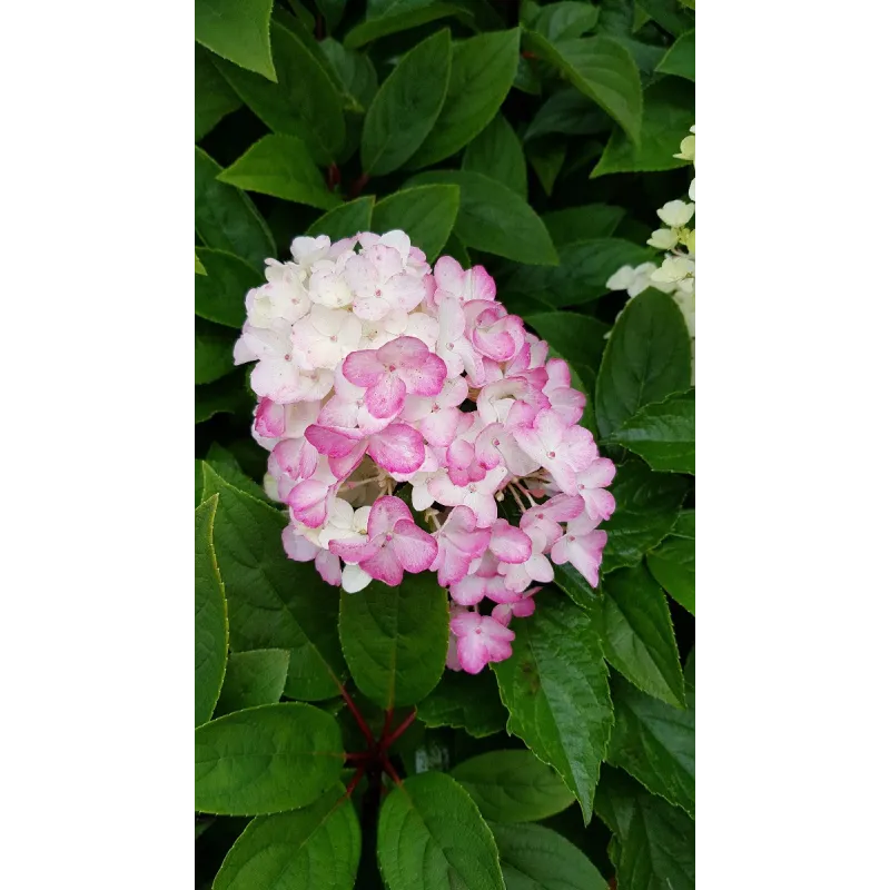 Hydrangea paniculata Fraise Melba® 'Renba' / Hortensia paniculé Fraise Melba® 'Renba' / Conteneur de 3 à 4 litres