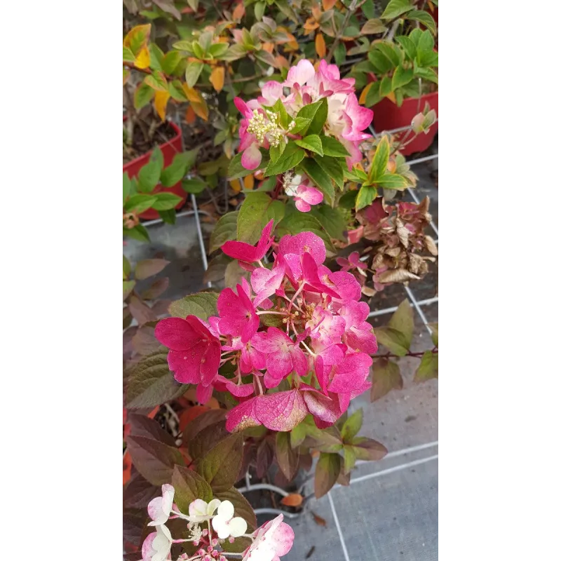 Hydrangea paniculata Diamant Rouge® 'Rendia' / Hortensia paniculé Diamant Rouge® 'Rendia' / Conteneur de 3 à 4 litres