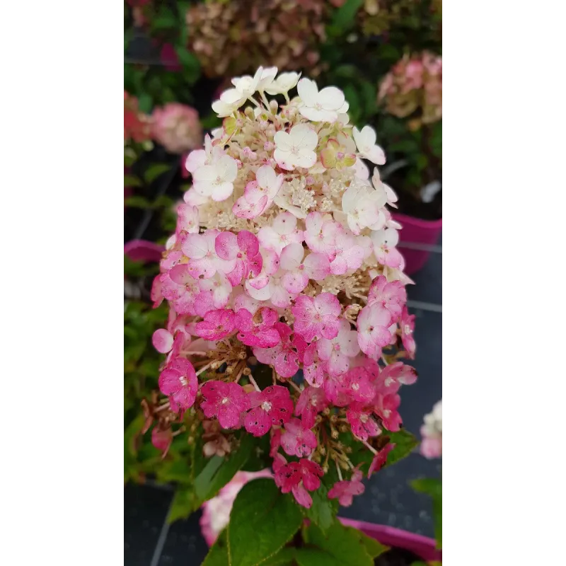 Hydrangea paniculata Framboisine® 'Rensam' / Hortensia paniculé Framboisine® 'Rensam' / Conteneur de 3 à 4 litres