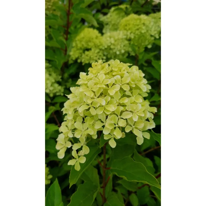 Hydrangea paniculata Romantic Ace® 'Renvagor' / Hortensia paniculé Romantic Ace® 'Renvagor' / Conteneur de 3 à 4 litres