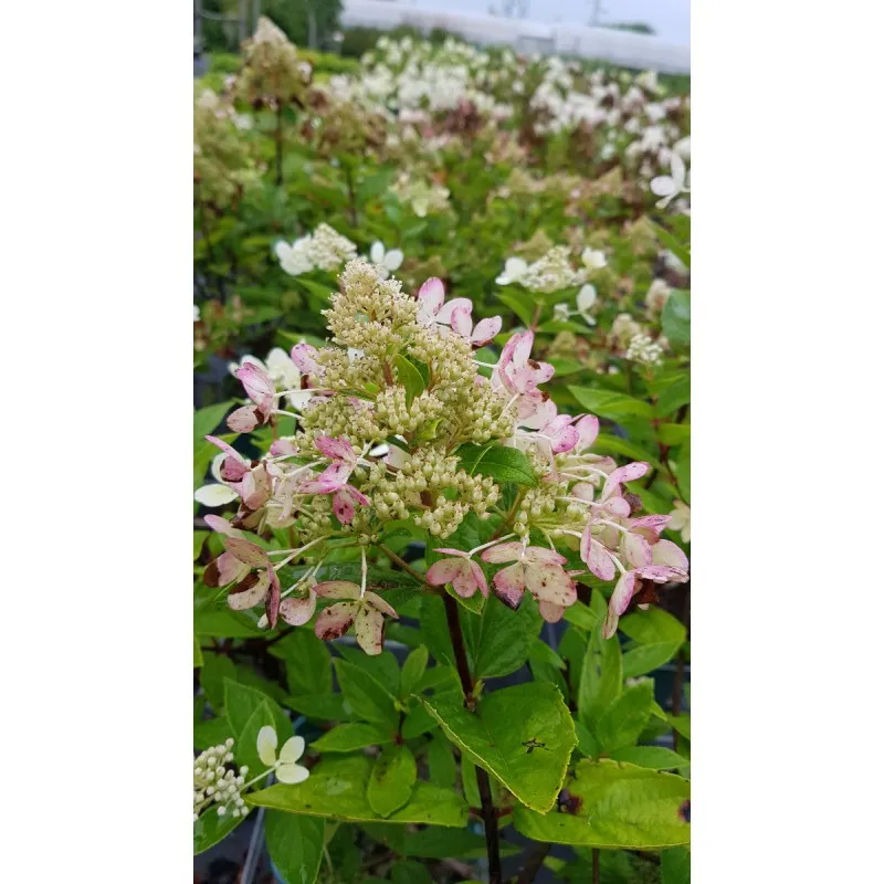 Hydrangea paniculata Pastel Green® 'Renxolor' / Hortensia paniculé Pastel Green® 'Renxolor' / Conteneur de 3 à 4 litres