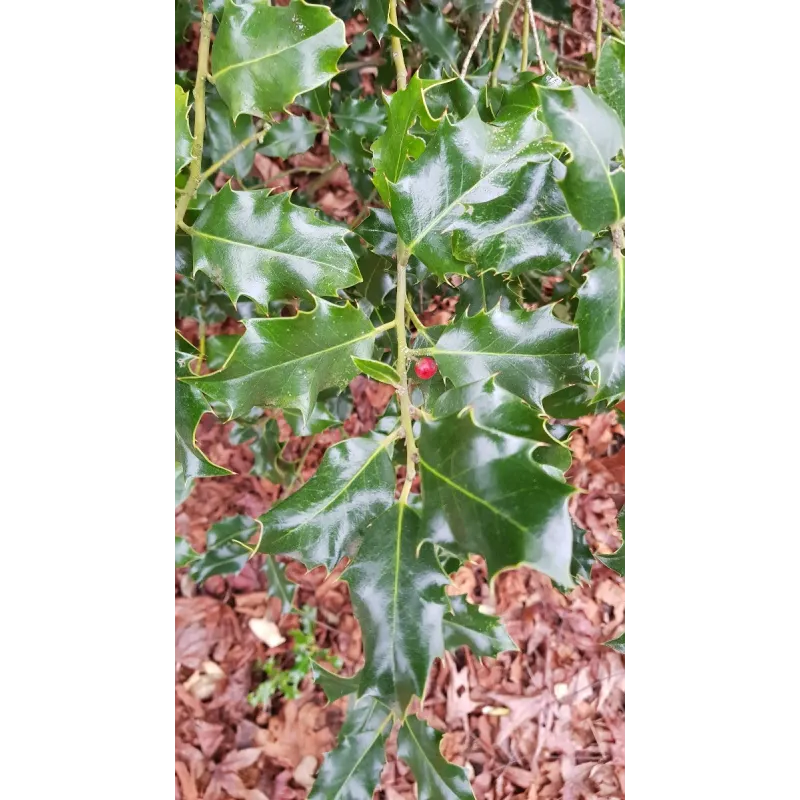 Ilex aquifolium 'Alaska' / Houx commun d'Alaska / Conteneur de 3 à 4 litres