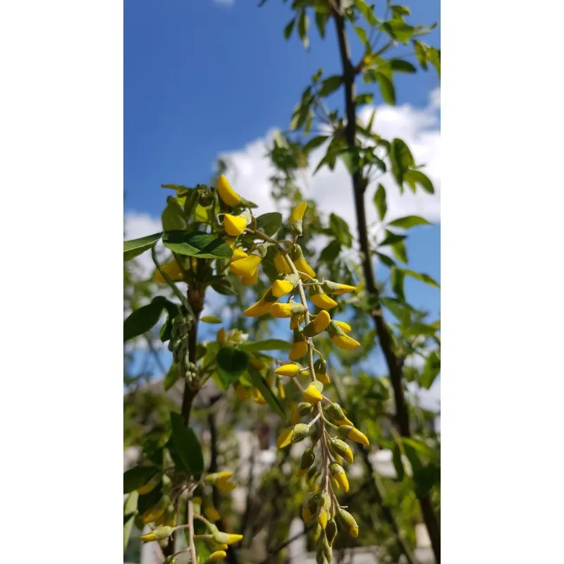 Laburnum anagyroïdes 'Yellow Rocket'® / Cytise 'Yellow Rocket'® / Conteneur de 7 à 10 litres / Baliveau