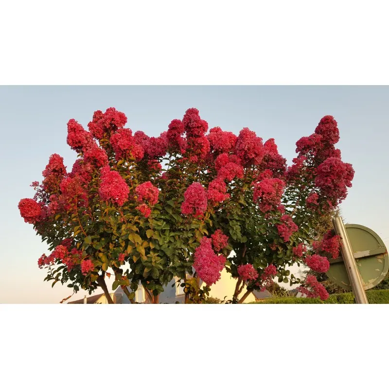 Lagerstroemia indica BRAISE D'ÉTÉ® 'Indybra' / Lilas des Indes BRAISE D'ÉTÉ® 'Indybra' / Conteneur de 3 à 4 litres