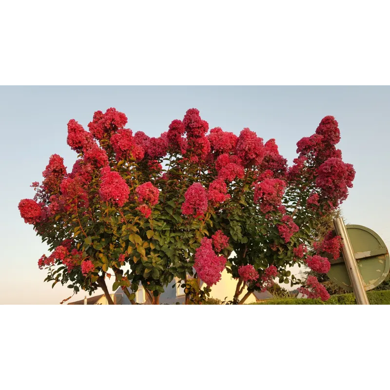 Lagerstroemia indica BRAISE D'ÉTÉ® 'Indybra' / Lilas des Indes BRAISE D'ÉTÉ® 'Indybra' / Conteneur de 7 à 10 litres
