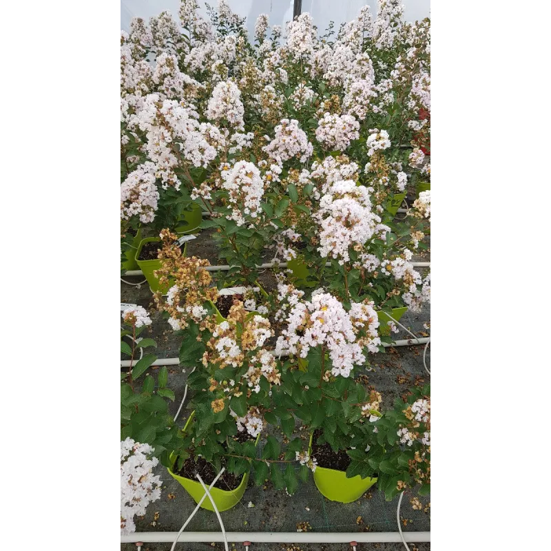 Lagerstroemia indica NEIGE D'ÉTÉ® / Lilas des Indes NEIGE D'ÉTÉ® / Conteneur de 3 à 4 litres