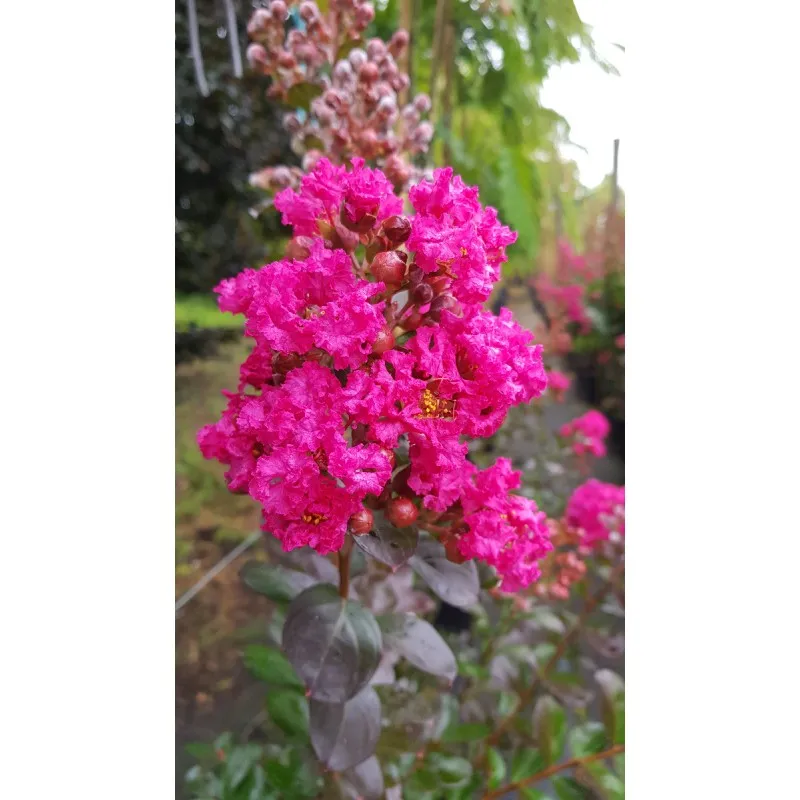Lagerstroemia indica FUCHSIA D'ÉTÉ® 'Indyfus' / Lilas des Indes FUCHSIA D'ÉTÉ® 'Indyfus' / Conteneur de 3 à 4 litres