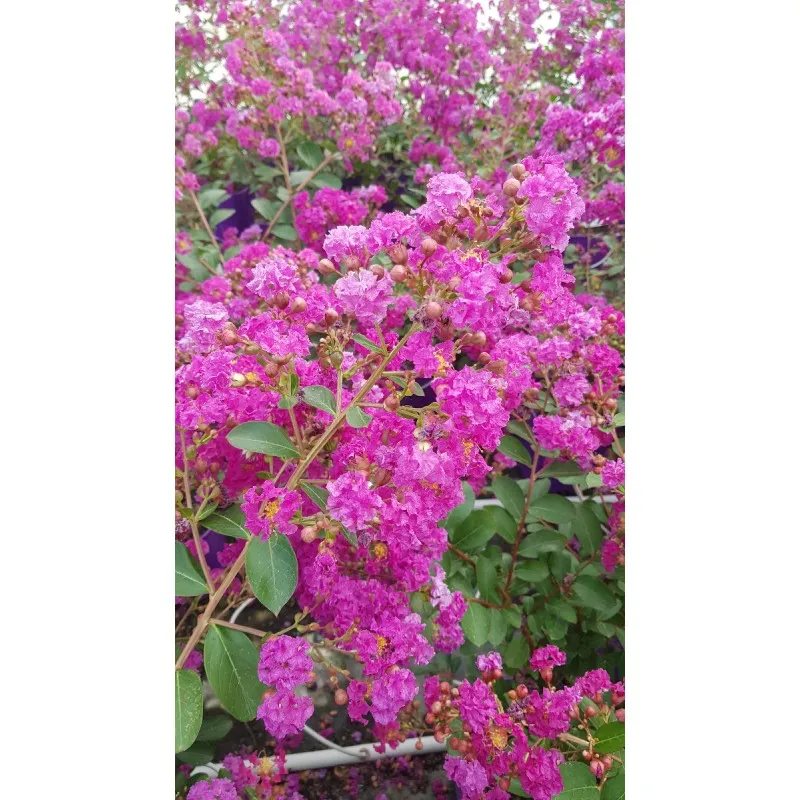 Lagerstroemia indica VIOLET D'ÉTÉ® 'Indyvio' / Lilas des Indes VIOLET D'ÉTÉ® 'Indyvio' / Conteneur de 3 à 4 litres