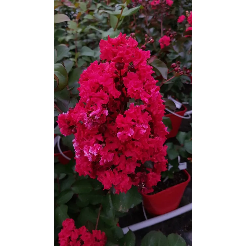 Lagerstroemia indica DYNAMITE 'Whit II' / Lilas des Indes DYNAMITE 'Whit II' / Conteneur de 3 à 4 litres