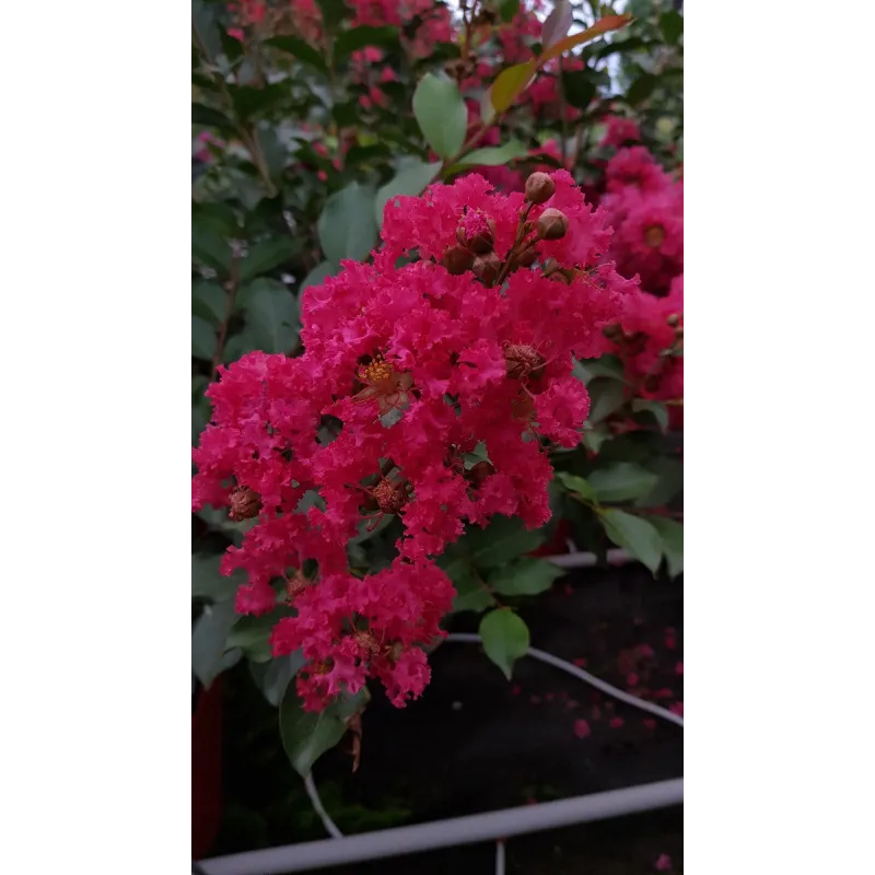 Lagerstroemia indica 'Maïté Red' / Lilas des Indes 'Maïté Red' / Conteneur de 7 à 10 litres