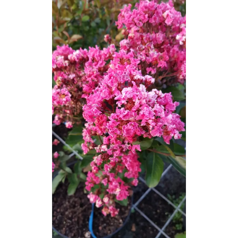 Lagerstroemia indica 'Berlingot Menthe' / Lilas des Indes 'Berlingot Menthe' / Conteneur de 7 à 10 litres