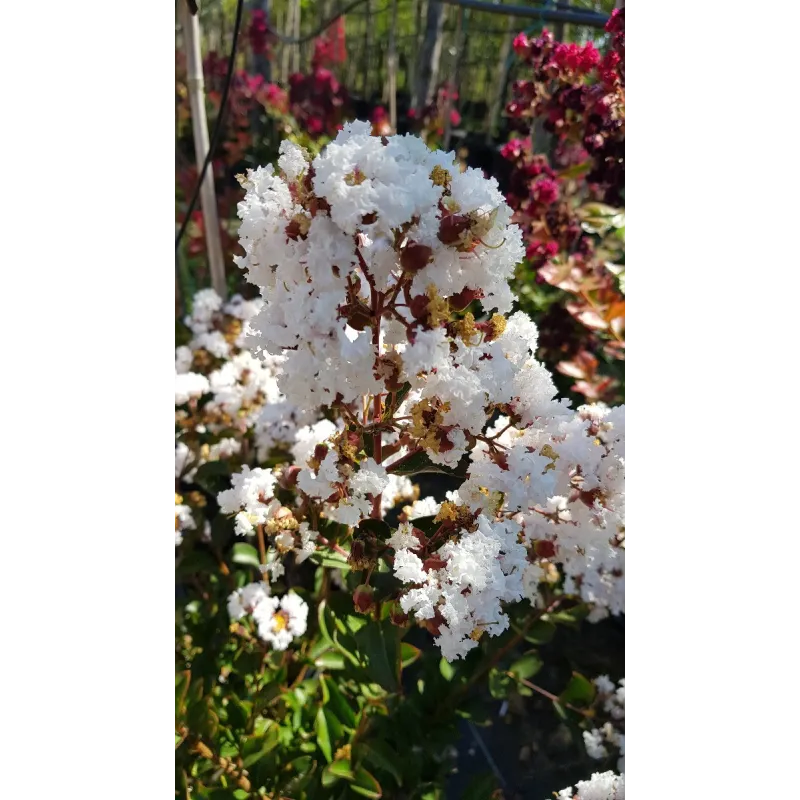 Lagerstroemia indica 'Alba' / Lilas des Indes à fleurs blanches / Conteneur de 7 à 10 litres
