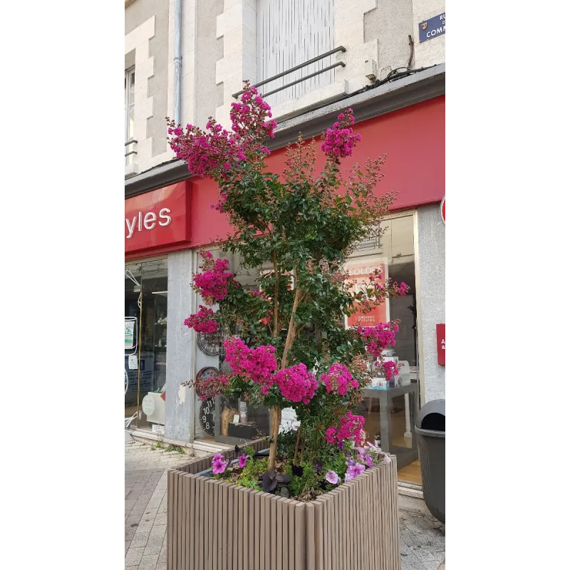 Lagerstroemia indica 'Rosea' / Lilas des Indes à fleurs roses / Conteneur de 7 à 10 litres