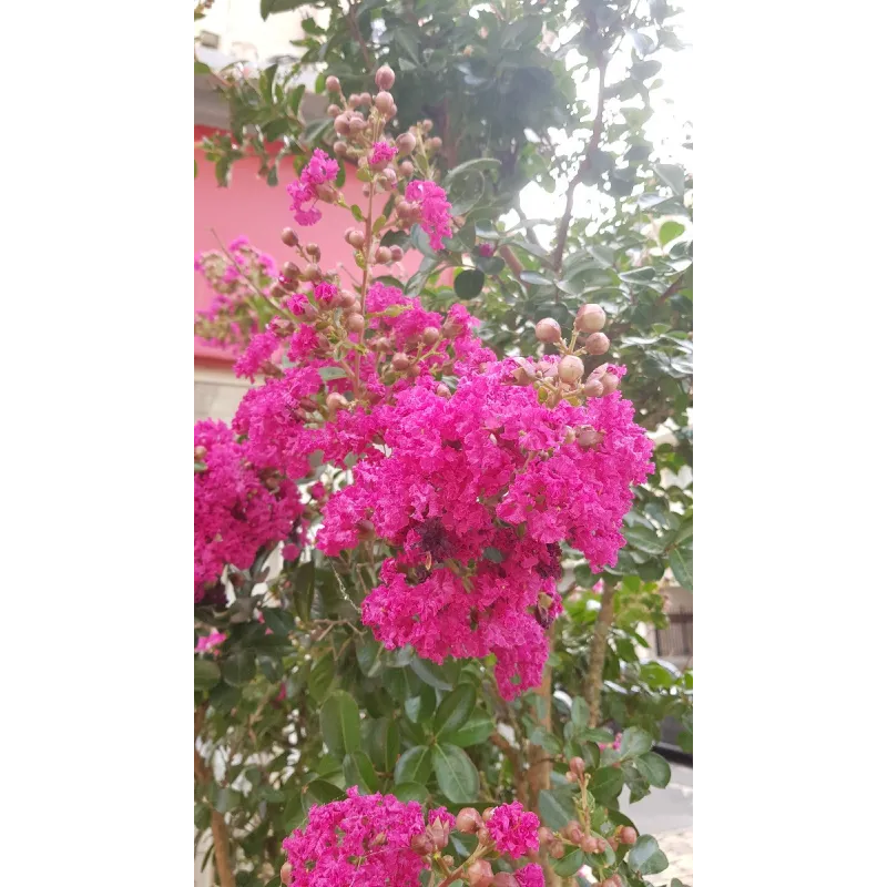 Lagerstroemia indica 'Rosea' / Lilas des Indes à fleurs roses / Conteneur de 3 à 4 litres
