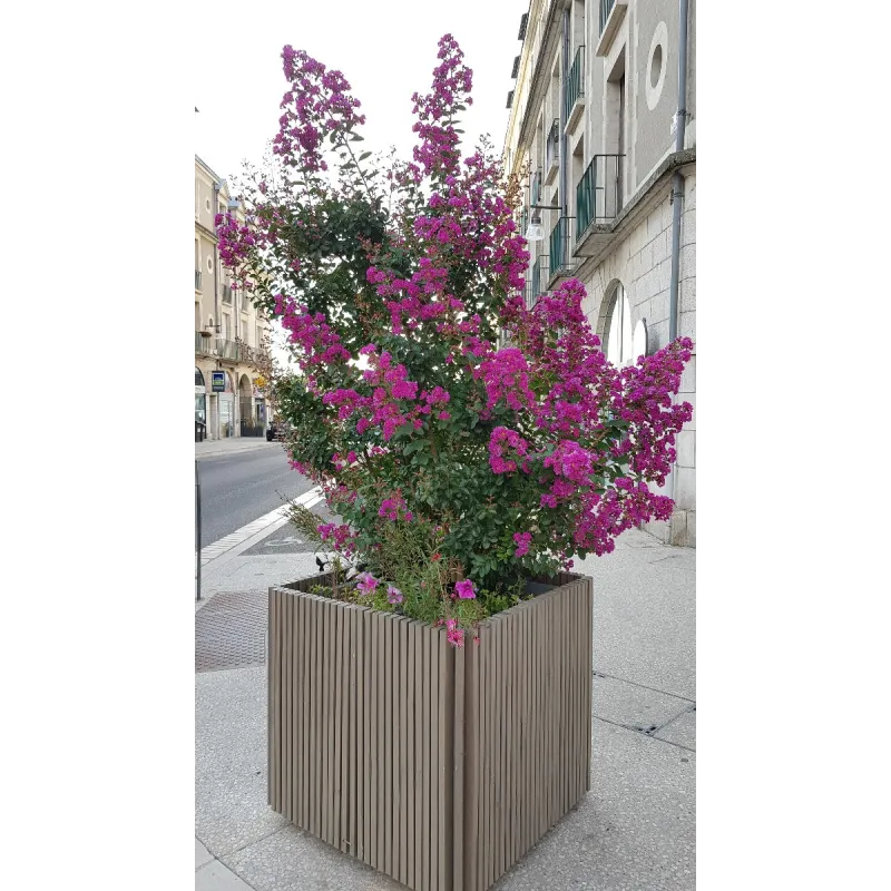 Lagerstroemia indica 'Violacea' / Lilas des Indes à fleurs violettes / Conteneur de 7 à 10 litres