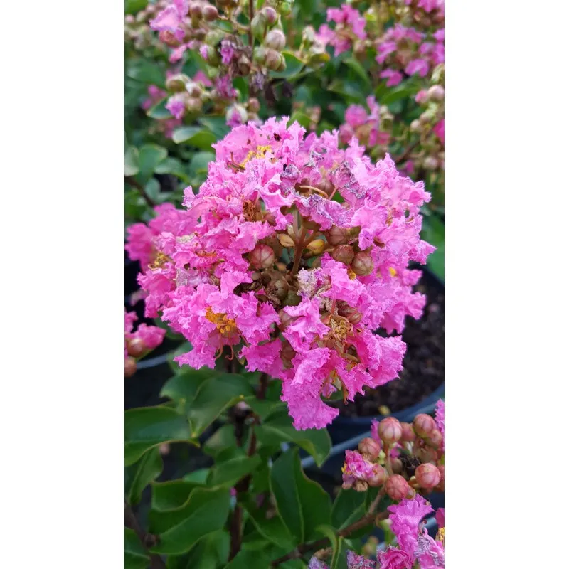 Lagerstroemia indica 'Bonbon rose' / Lilas des Indes 'Bonbon rose' / Conteneur de 3 à 4 litres