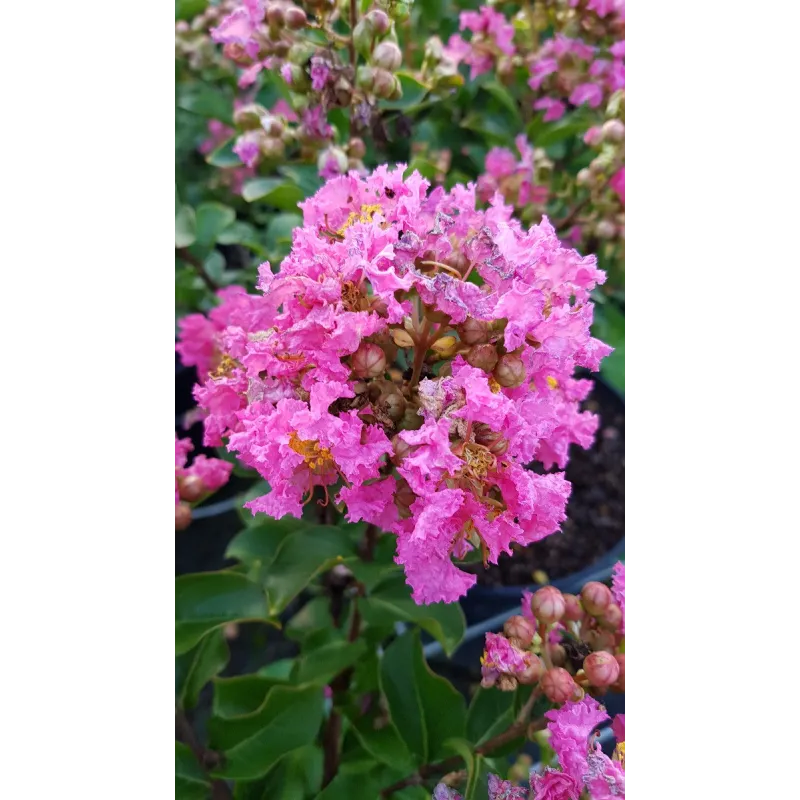 Lagerstroemia indica 'Bonbon rose' / Lilas des Indes 'Bonbon rose' / Conteneur de 7 à 10 litres