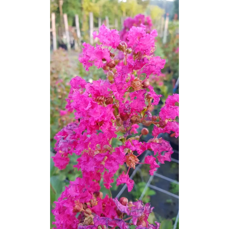 Lagerstroemia indica 'Dragibus rose' / Lilas des Indes 'Dragibus rose' / Conteneur de 7 à 10 litres