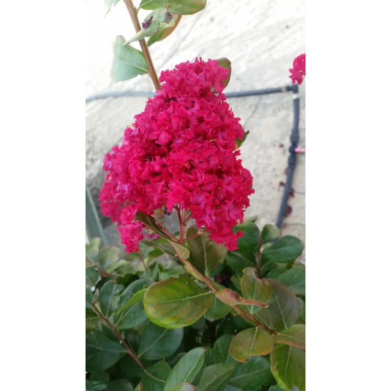Lagerstroemia indica 'Dragibus rouge' / Lilas des Indes 'Dragibus rouge' / Conteneur de 7 à 10 litres