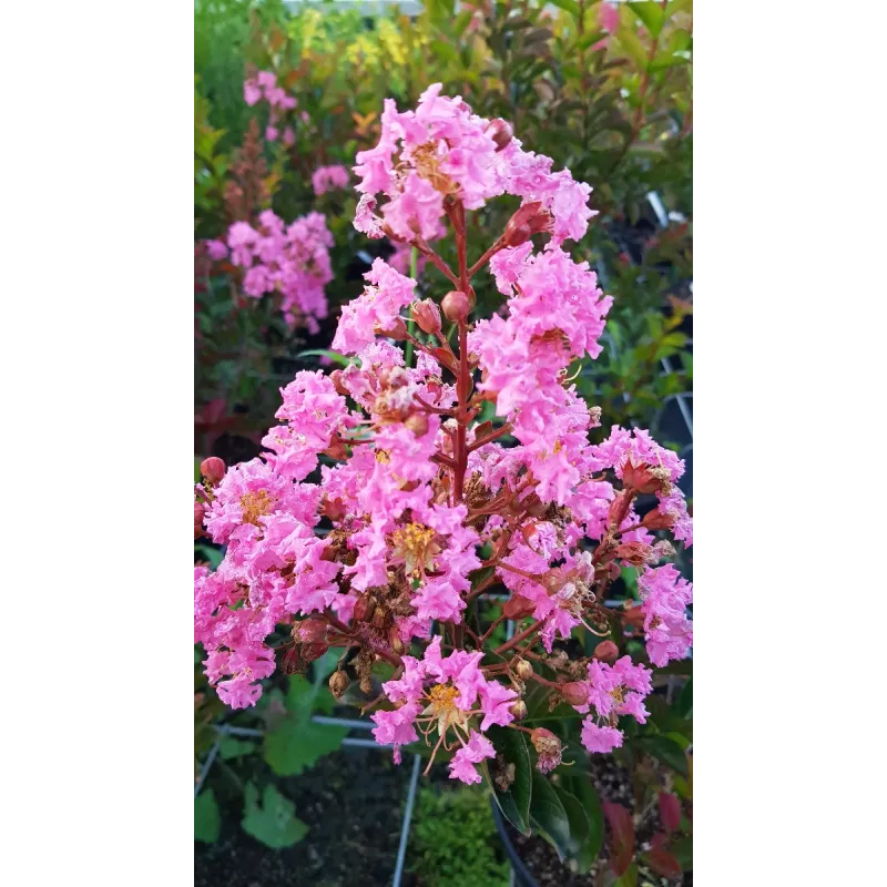 Lagerstroemia indica x fauriei 'Sioux' / Lilas des Indes 'Sioux' / Conteneur de 7 à 10 litres