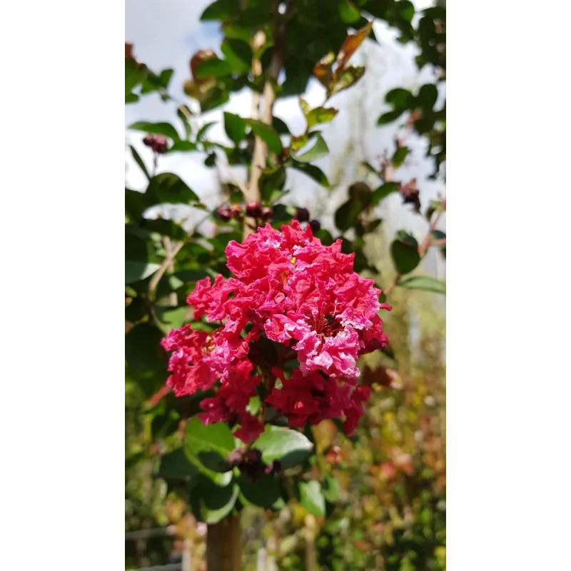 Lagerstroemia indica 'Red Imperator' / Lilas des Indes 'Red Imperator' / Conteneur de 3 à 4 litres