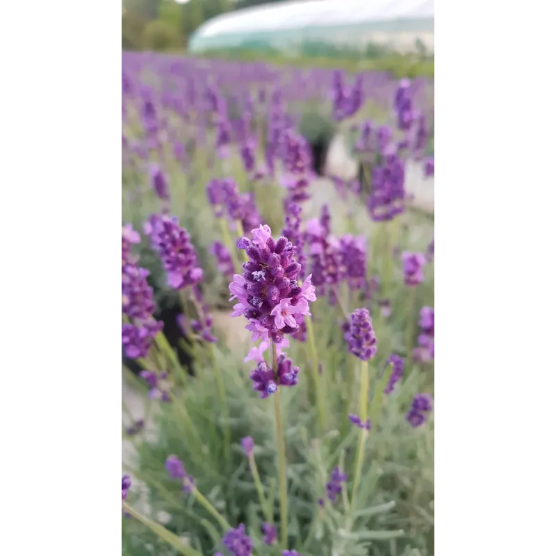 Lavandula angustifolia 'Anna'® / Lavande Vraie 'Anna'® / Conteneur de 3 à 4 litres