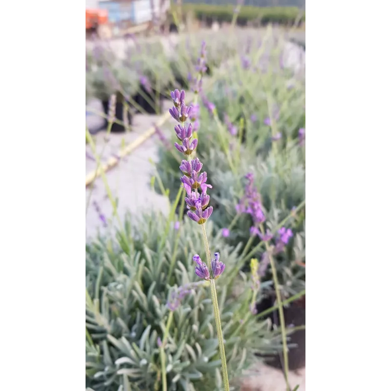 Lavandula x intermedia 'Grosso' / Lavandin 'Grosso' / Conteneur de 2 à 2.9 litres