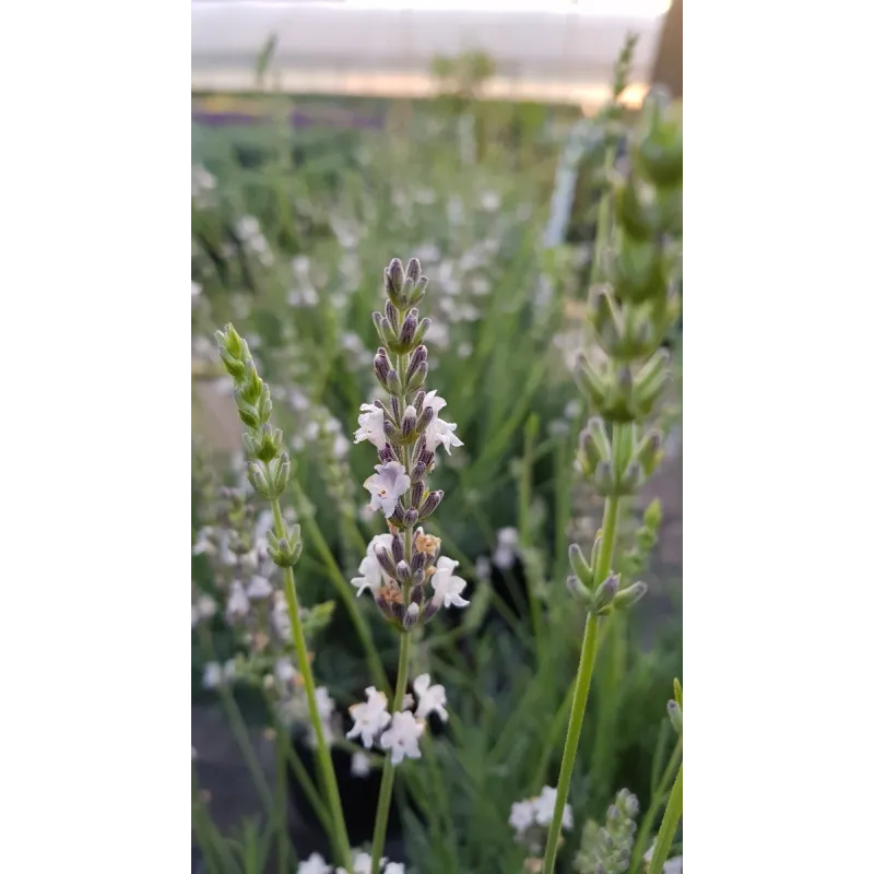 Lavandula x intermedia 'Edelweiss' / Lavandin à fleurs blanches / Conteneur de 2 à 2.9 litres