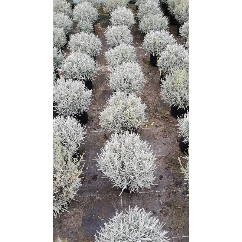 Lavandula x intermedia 'Dutch' / Lavandin 'Dutch' / Conteneur de 3 à 4 litres
