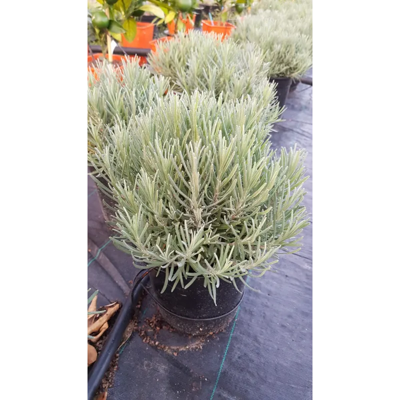 Lavandula angustifolia 'Munstead' / Lavande Vraie 'Munstead' / Conteneur de 2 à 2.9 litres