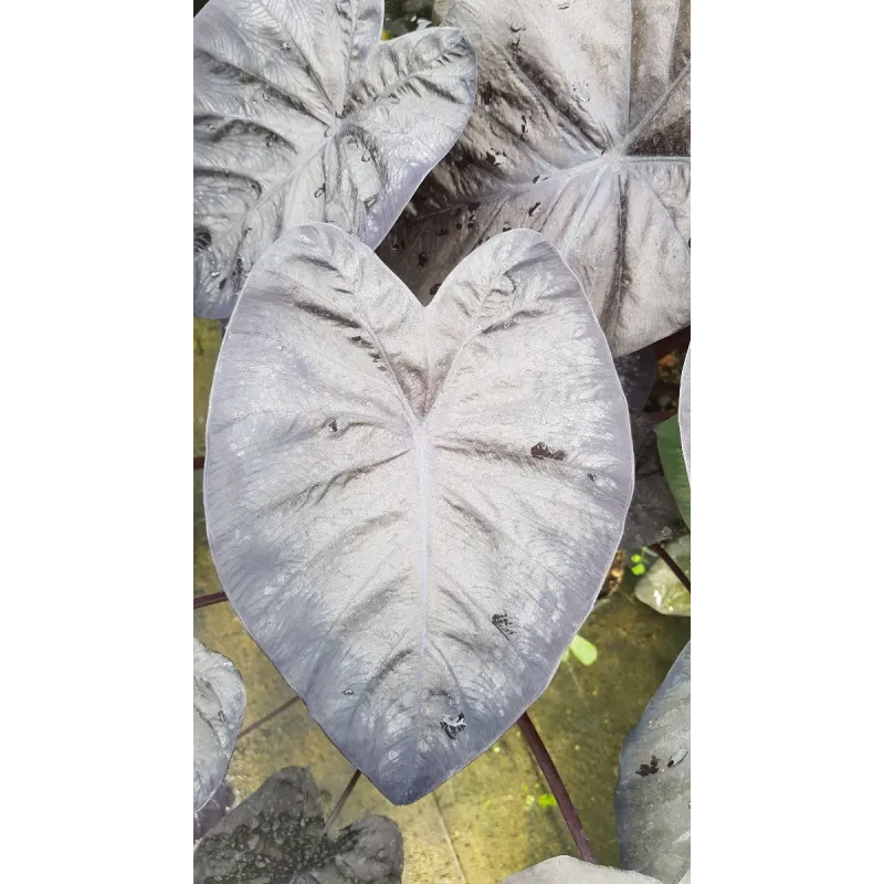 Colocasia 'Black Sapphire Gecko' / Oreille d'éléphant géante noir / Conteneur de 2 à 2.9 litres