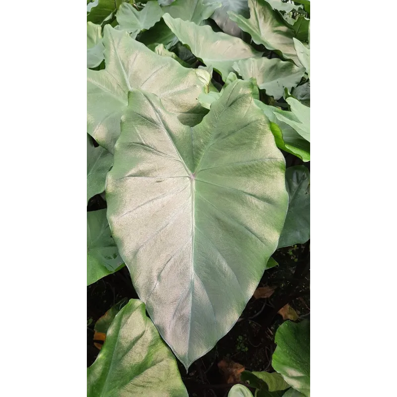 Colocasia fontanesii 'Black Stem' / Oreille d'éléphant géante noir / Conteneur de 2 à 2.9 litres