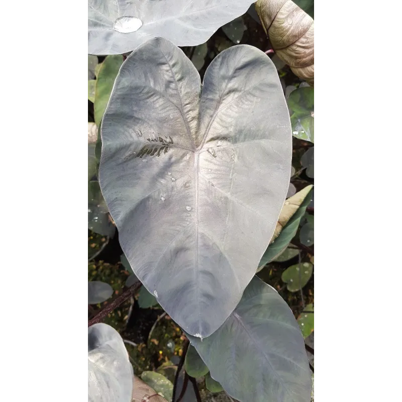 Colocasia esculenta 'Painted Black Gecko'® / Oreille d'éléphant géante noir au coeur violet / Conteneur de 2 à 2.9 litres