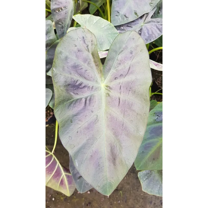 Colocasia esculenta ROYAL HAWAIIAN® 'Aloha' / Oreille d'éléphant géante couleur violet à nervure centrale vert clair / Conteneur