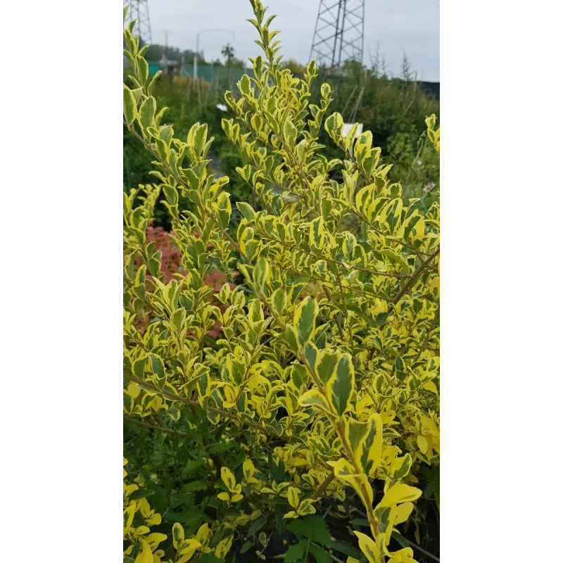 Ligustrum ibota MUSLI® 'Muster' / Troène à petites feuilles panachées / Conteneur de 3 à 4 litres
