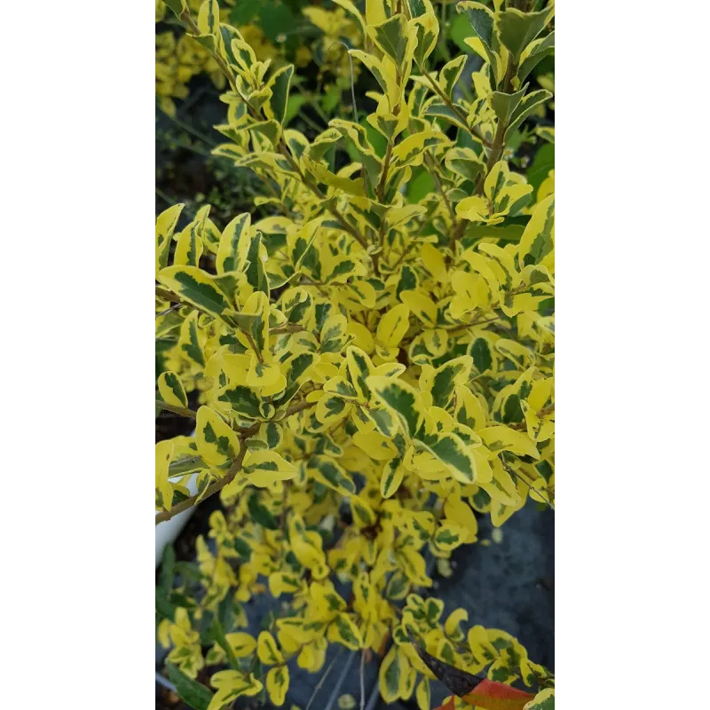Ligustrum ibota MUSLI® 'Muster' / Troène à petites feuilles panachées / Conteneur de 7 à 10 litres