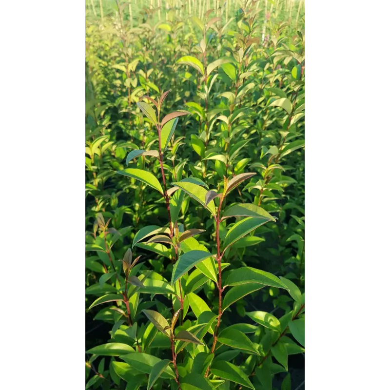 Ligustrum japonicum / Troène du Japon / Conteneur de 7 à 10 litres